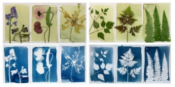 Cyanotype